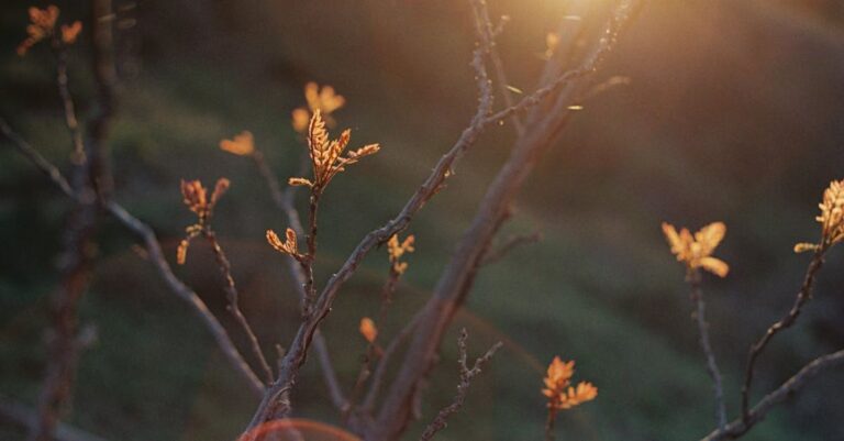 Breaches - Sunset Sunlight over Leaves on Bare Branches